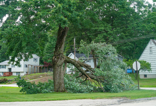 How Our Tree Care Process Works  in  Forty Fort, PA